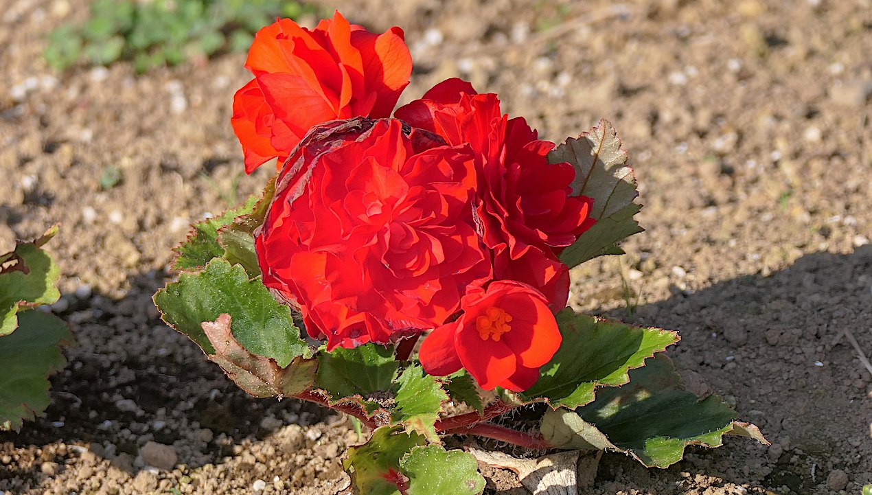 Red Begonias, Blue Skies, and 9-11