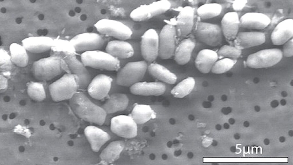 Science Magazine Retracts NASA Astrobiology Paper – But Only After 15 years